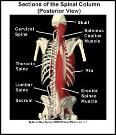 Sections of the Spinal Column