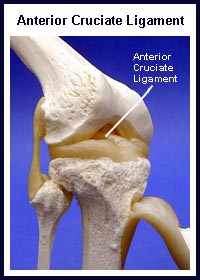 Anterior Cruciate Ligament Anatomy