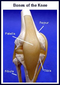 Basic Knee Anatomy | Knee Pain Info