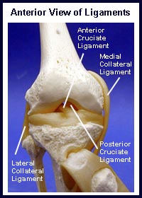 Basic Knee Anatomy | Knee Pain Info