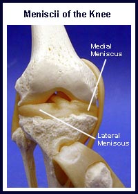 Knee Meniscus