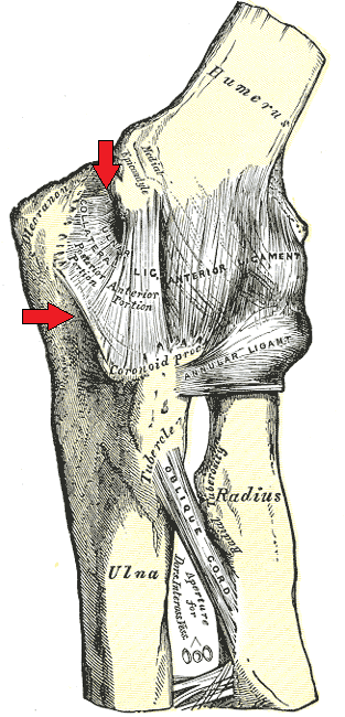 Ulnar collateral ligament