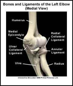 Elbow Bones and Ligaments