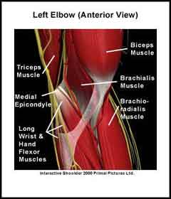 Muscles and Tendons of the Elbow