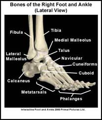 Basic Foot Anatomy | Joint Pain Info