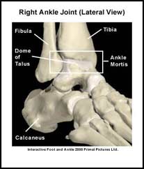 Bones of the Ankle