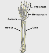 Hand and Wrist Anatomy