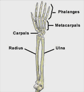 Hand Anatomy